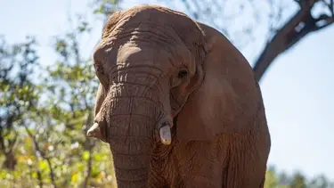 Murió Pupy, la última elefanta que había sido trasladada del Ecoparque a Brasil