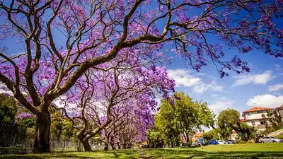 Primavera. Primavera.