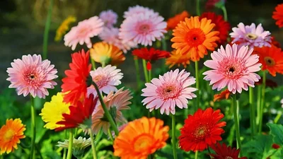 Sorpresa por las flores ideales para regalar en el Día de la Madre 2025 y sus significados Sorpresa por las flores ideales para regalar en el Día de la Madre 2025 y sus significados