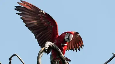 Era un ave protegida de Argentina y la mataron con un gomero en Corrientes: qué se sabe hasta ahora del guacamayo rojo Era un ave protegida de Argentina y la mataron con un gomero en Corrientes: qué se sabe hasta ahora del guacamayo rojo