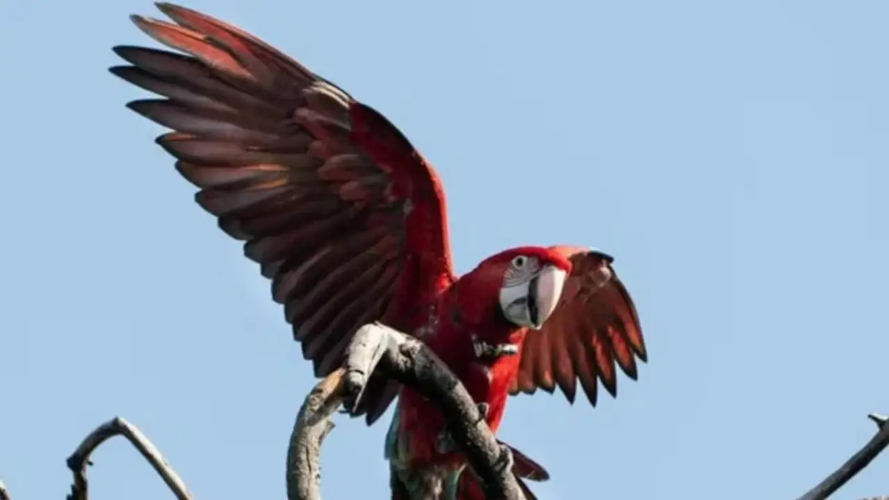 Era un ave protegida de Argentina y la mataron con un gomero en Corrientes: qué se sabe hasta ahora del guacamayo rojo
