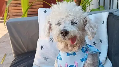 Marcelito, el perrito con la lengua afuera. Marcelito, el perrito con la lengua afuera.