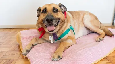Perro Perro