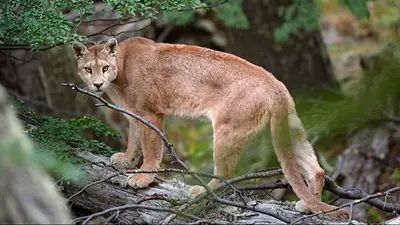 Un puma Un puma