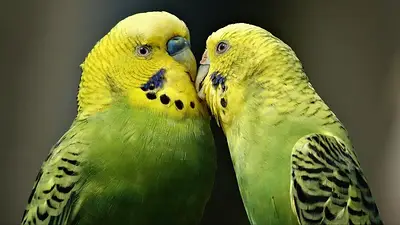 Pájaros Pájaros