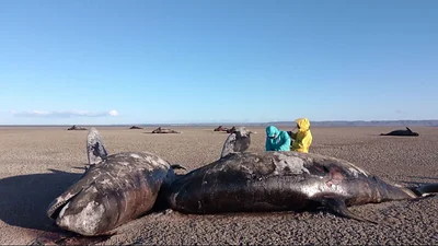 Aparecieron de 26 orcas muertas en Tierra del Fuego: es el caso más grave de 2025 Aparecieron de 26 orcas muertas en Tierra del Fuego: es el caso más grave de 2025