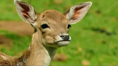 El animal que se creía extinto en el mundo y resurgió a pesar del peligro El animal que se creía extinto en el mundo y resurgió a pesar del peligro