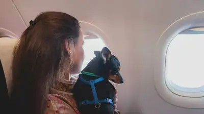 Cómo viajar con mascotas en avión: la guía oficial para hacerlo en Argentina Cómo viajar con mascotas en avión: la guía oficial para hacerlo en Argentina