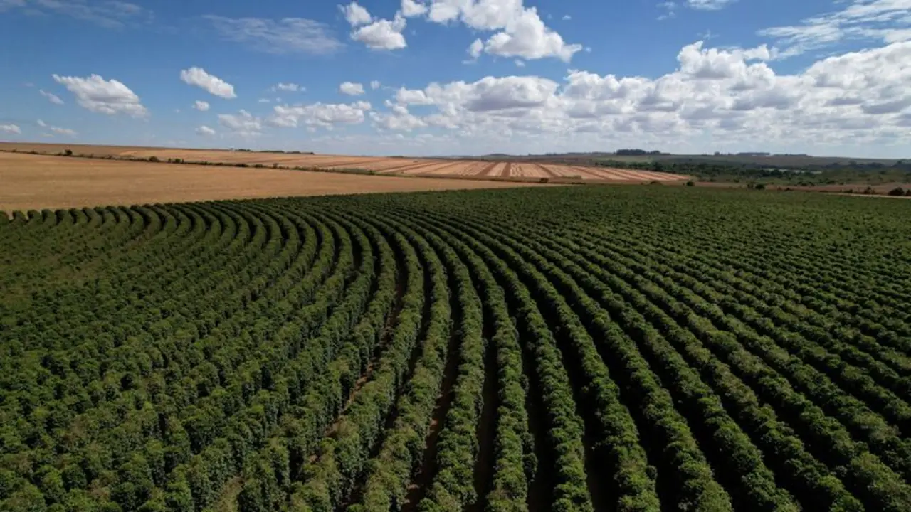 La deforestación en Brasil ligada al café fue de 737.000 hectáreas entre 2002 y 2023, según informe