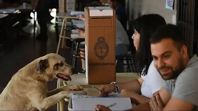 Elecciones 2025, perros. Elecciones 2025, perros.