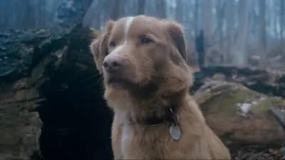 Cine. Good Boy. Cine. Good Boy.