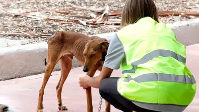 Cierra una prestigiosa red de rescate de animales en medio de la crisis de Milei: el desesperado pedido de ayuda Cierra una prestigiosa red de rescate de animales en medio de la crisis de Milei: el desesperado pedido de ayuda