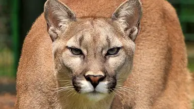 Puma Puma