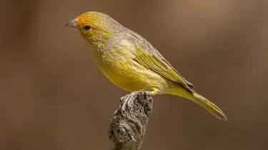 Lo vas a escuchar más en primavera: el pájaro colorido que llena de música los días soleados