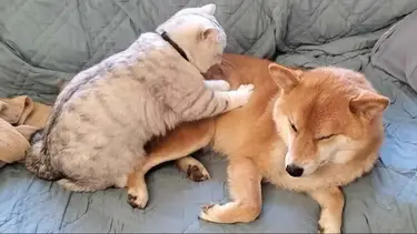 Por qué los gatos "amasan" a sus dueños y qué quiere decir cuando lo hacen