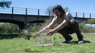26 aves fueron liberadas tras sufrir maltrato por el tráfico ilegal:  ya van 124 rescatadas en lo que va del año en Córdoba