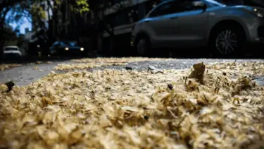 Los llaman "la maldición de Sarmiento" y dan alergia en primavera: la historia de los plátanos y cómo prevenir una reacción, según expertos