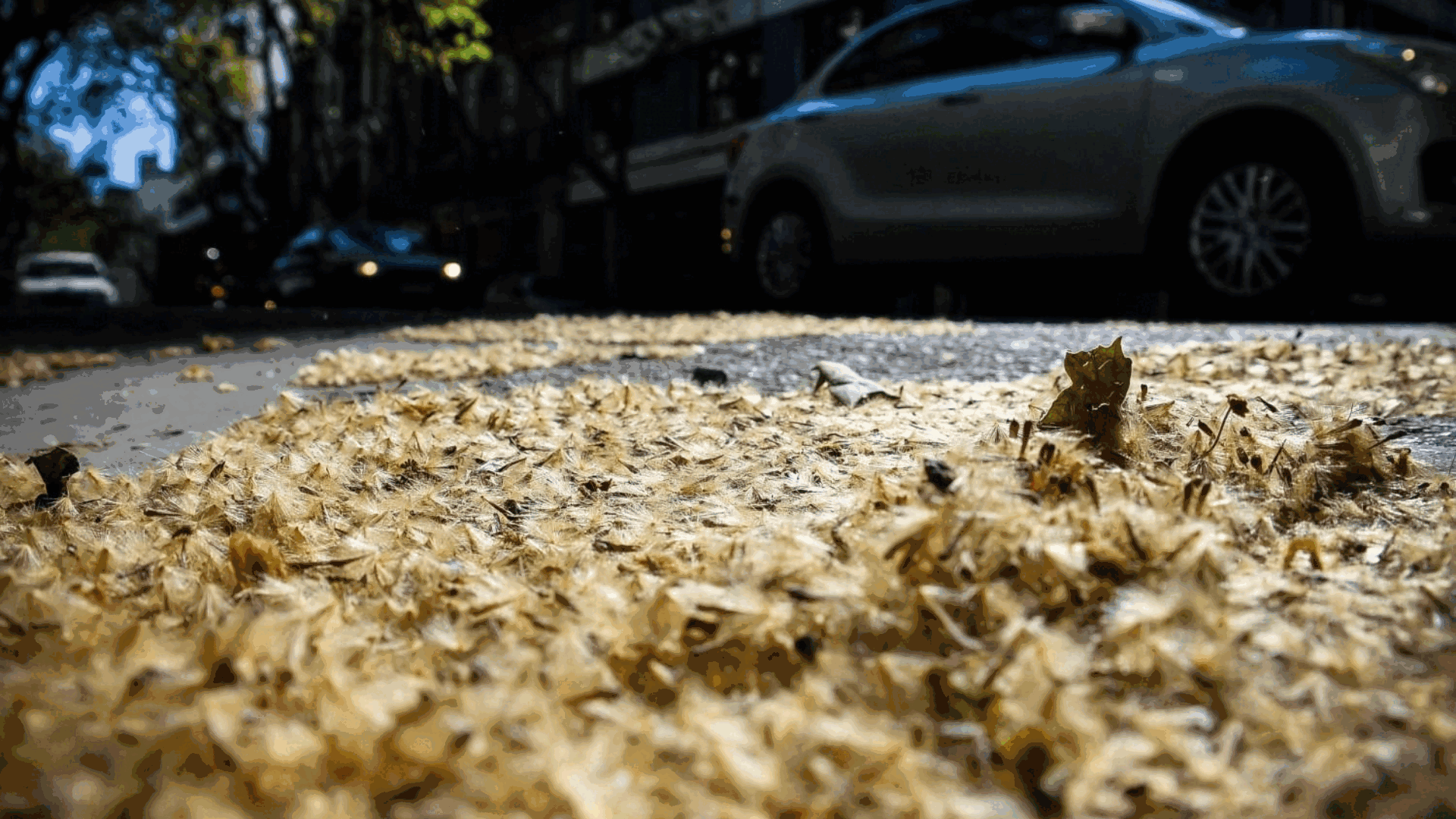 Los llaman "la maldición de Sarmiento" y dan alergia en primavera: la historia de los plátanos y cómo prevenir una reacción, según expertos