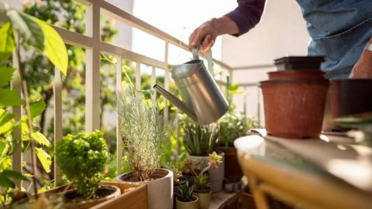 Plantas