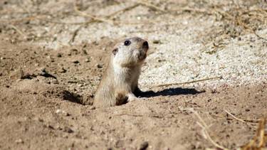 Descubrimiento de la década: científicos dieron con un roedor del sur argentino que se comunica a nivel ultrasónico