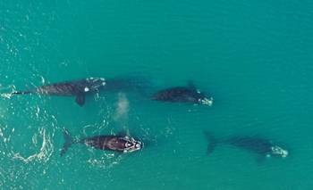 El misterio que revela la ballena que elige nuestro país para nacer | Animales