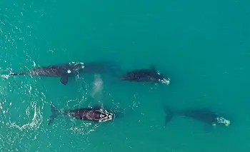 El misterio que revela la ballena que elige nuestro país para nacer | Animales