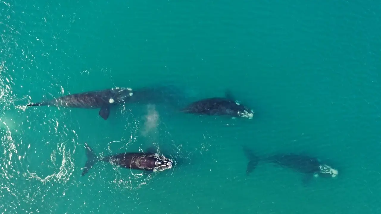 El impactante misterio que revela la ballena franca austral que elige a la Argentina para nacer
