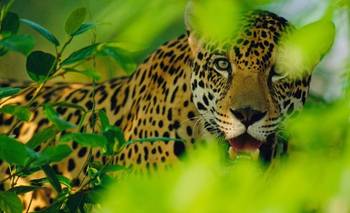 Por qué el yaguareté desaparecido en Chaco tenía un collar | Animales