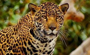 Mataron a Acaí, la yaguareté que era intensamente buscada en Chaco | Animales