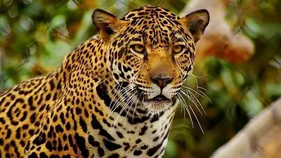 Tragedia ambiental: según la fundación Rewilding, mataron a Acaí, la yaguareté que era intensamente buscada en Chaco Tragedia ambiental: según la fundación Rewilding, mataron a Acaí, la yaguareté que era intensamente buscada en Chaco