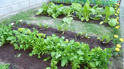 Cómo tener una huerta en casa. Cómo tener una huerta en casa.