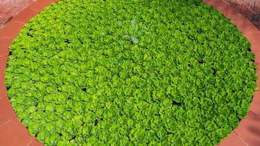 Mankai, el alimento supersaludable para cuidar la memoria que es tendencia