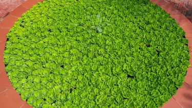 Mankai, el alimento supersaludable para cuidar la memoria que es tendencia