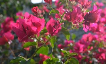 Verano 2026 en Buenos Aires: las mejores plantas que resisten el calor  | Plantas