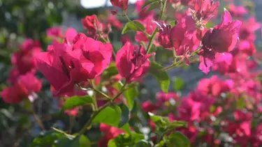 Verano 2026 en Buenos Aires: las mejores plantas que resisten el calor 