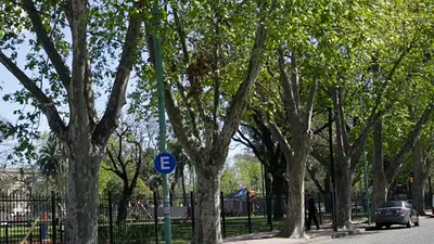 Presentaron un proyecto para prohibir la plantación de árboles de plátano Presentaron un proyecto para prohibir la plantación de árboles de plátano