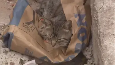 El gato lo despertó en medio de un incendio y le salvó la vida El gato lo despertó en medio de un incendio y le salvó la vida