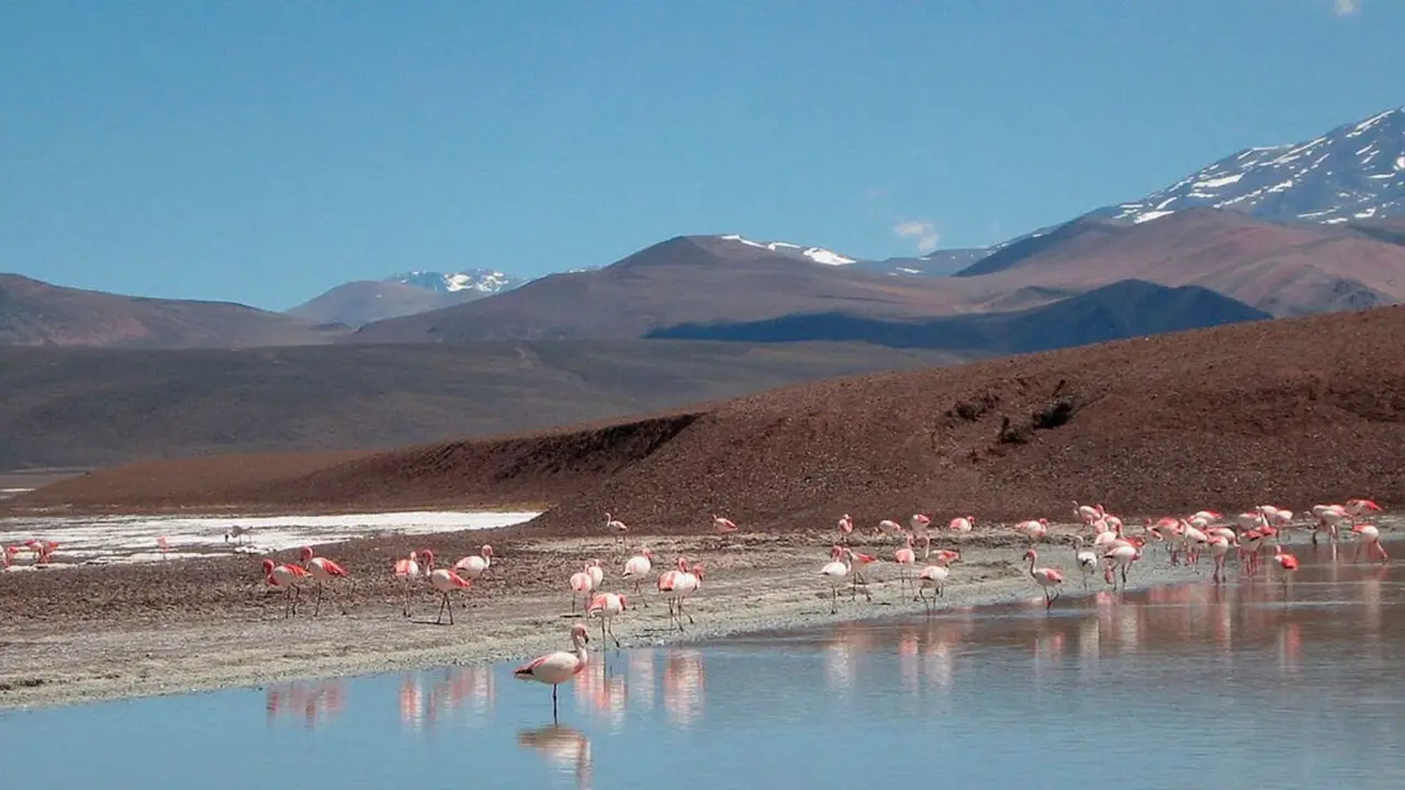 Flamencos, vicuñas y águilas: la reserva argentina que fue reconocida a nivel internacional