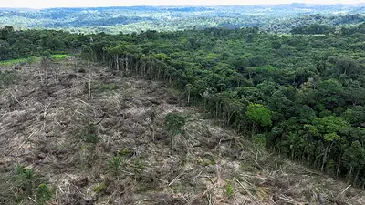 Deforestación en la Amazonia brasileña alcanza su nivel más bajo en 11 años de cara a la COP30 Deforestación en la Amazonia brasileña alcanza su nivel más bajo en 11 años de cara a la COP30