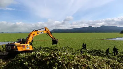 Lechuga acuática, la planta invasora que pone en riesgo a miles de familias en El Salvador Lechuga acuática, la planta invasora que pone en riesgo a miles de familias en El Salvador
