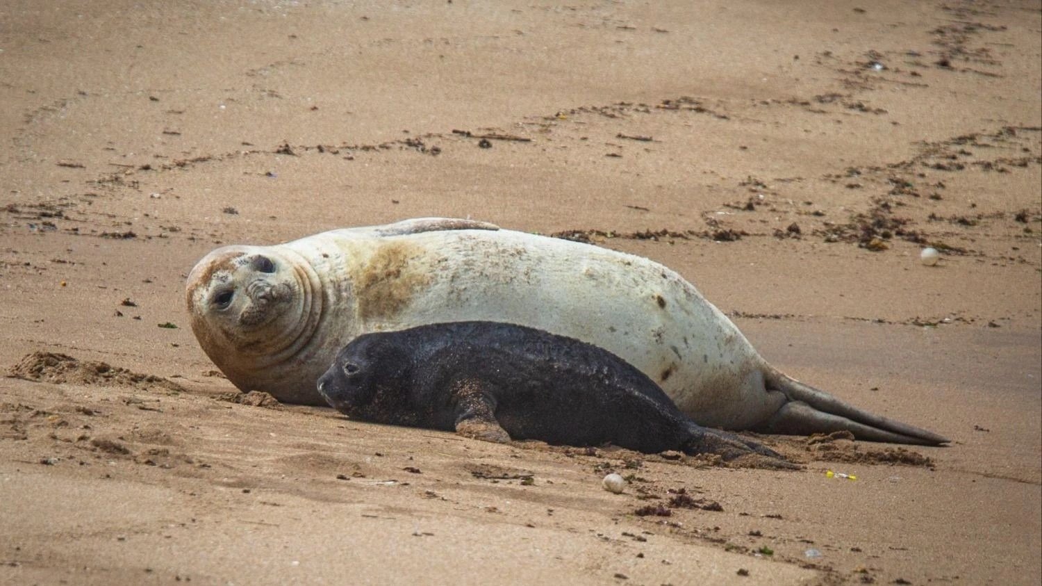Qué se sabe del elefante marino que nació en Mar del Plata