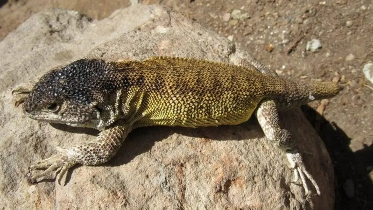 Lagartija.