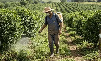 Misiones aprobó el uso de glifosato en la yerba y hay alerta por el impacto ambiental | Herbicidas