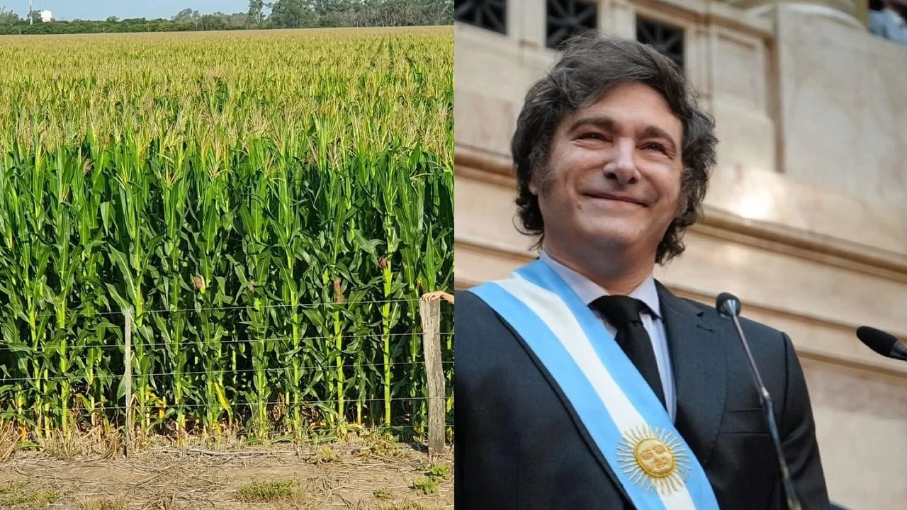Plantación Javier Milei
