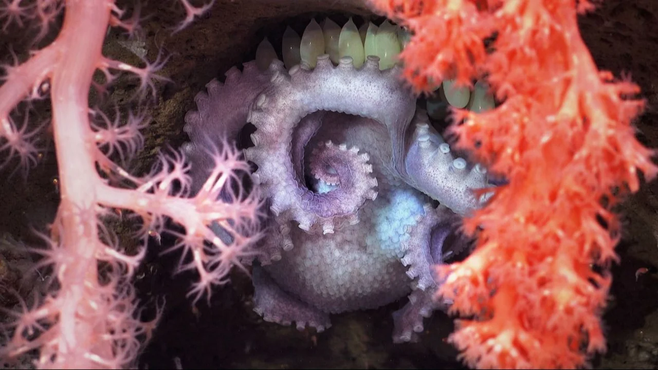 Pulpo