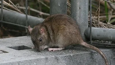 Alerta sanitaria: Santa Fe logra contener la gripe, pero el fenómeno de El Niño amenaza con leptospirosis Alerta sanitaria: Santa Fe logra contener la gripe, pero el fenómeno de El Niño amenaza con leptospirosis