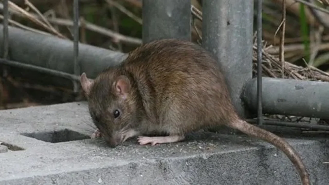 Alerta sanitaria: Santa Fe logra contener la gripe, pero el fenómeno de El Niño amenaza con leptospirosis
