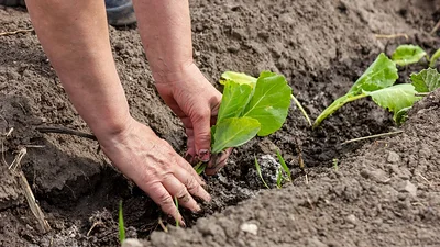 Las 3 verduras a sembrar en octubre en casa para cosechar durante la primavera y el verano Las 3 verduras a sembrar en octubre en casa para cosechar durante la primavera y el verano