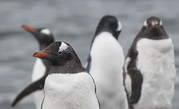 Podés ayudar a científicos a estudiar pingüinos desde tu casa | Animales