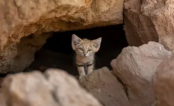 Logran fotografiar al gato de las arenas en medio del desierto: las increíbles fotos | Animales